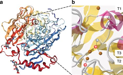 Assessing Electron Transfer Reactions And Catalysis In Multicopper