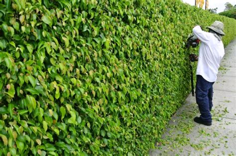 Trimming Ficus Hedges In Paradise Valley Az