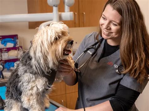 Canine Physical Therapy & Rehabilitation: 10 Methods & Benefits