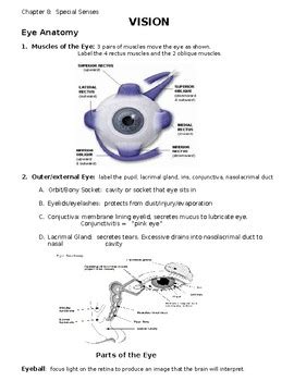 Eye Anatomy and Physiology by sharon wolsky | TPT