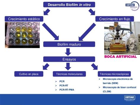 Estudio De Biofilms Bucales