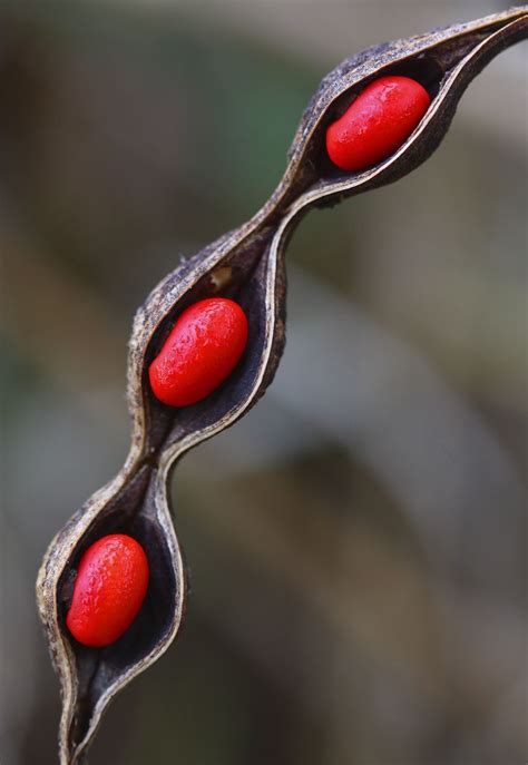 150 best images about Seed Pods on Pinterest | Trees, Nature pattern ...