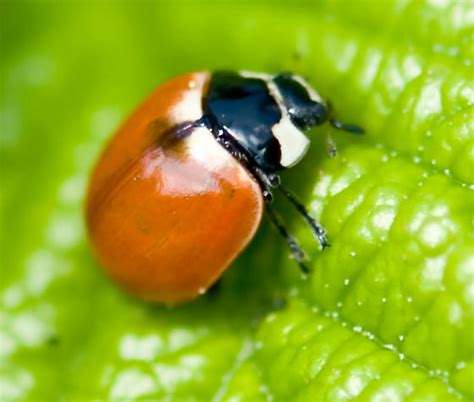 Seven Spotted Ladybird Beetle Coccinella Trifasciata BugGuide Net