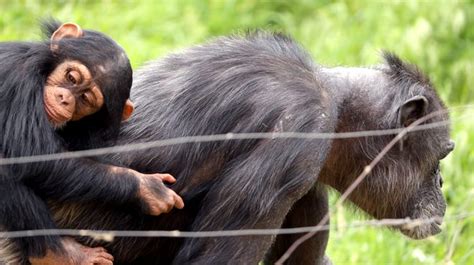 The Cutest Animals Young And Old At The Okc Zoo In Photos