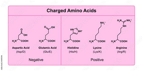 Amino Acids Types Table Showing The Chemical Structure Of Charged Amino Acids Vector