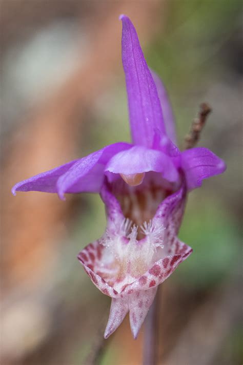 The first Calypso Orchids are up – tiny orchids of the forest ...