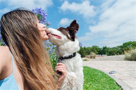 Premium Photo Portrait Of A Border Collie Dog In The Park Who Is