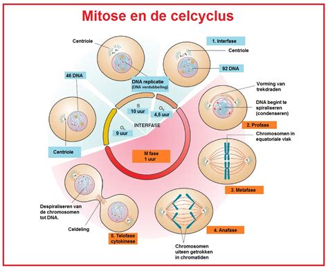 Mitose