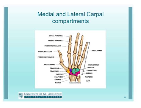 Wrist And Hand Biomechanics Flashcards Quizlet