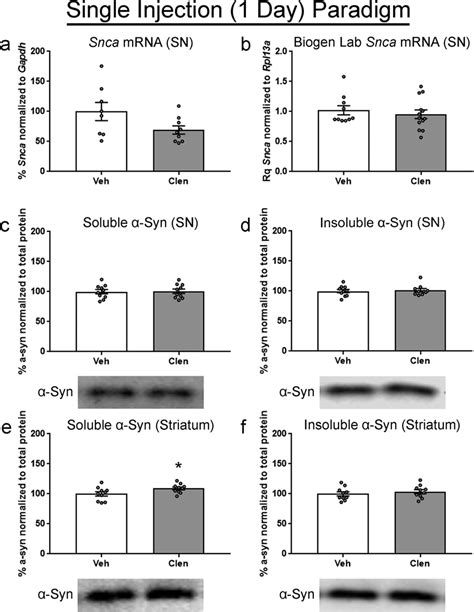 Effects of acute clenbuterol on Snca transcript and α syn protein in