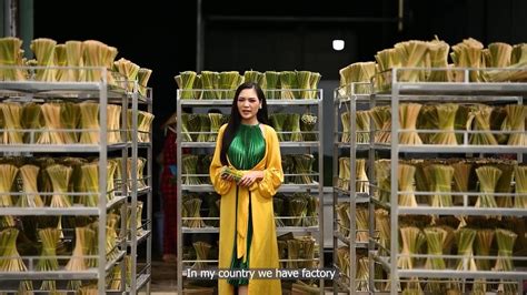 Miss Earth Việt Nam thi bikini và giới thiệu ống hút cỏ bảo vệ môi trường