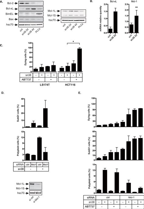 Overexpression Of Bcl Xl And Mcl In Response To Sn A Bcl Xl