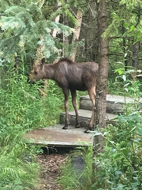 Baby Moose in Alaska : r/pics