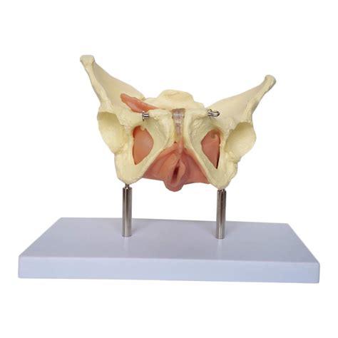 Buy Huili Medical Anatomical Female Pelvis Model Life Size Pelvic