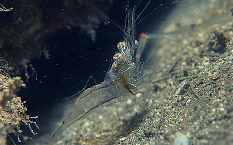 Ghost Shrimp Tank Mates: The 10 Best (And Worst) Choices