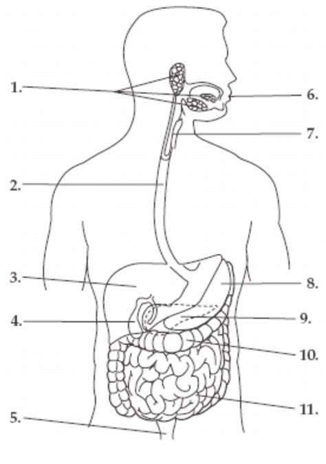 Digestive Diagram Quizlet