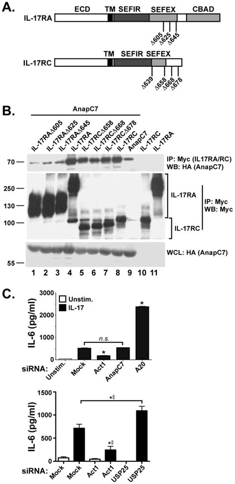 A Schematic Diagram Of Il 17ra And Il 17rc Mutants Ecd Extracellular