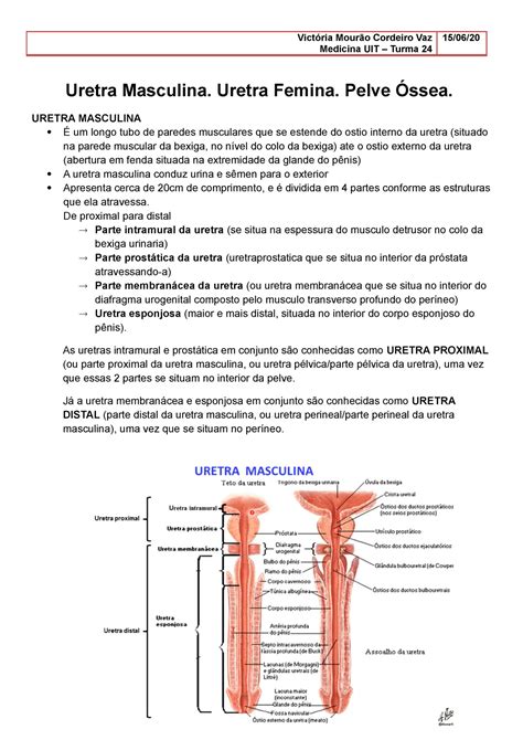 Qual A Diferença Da Uretra Masculina E Feminina