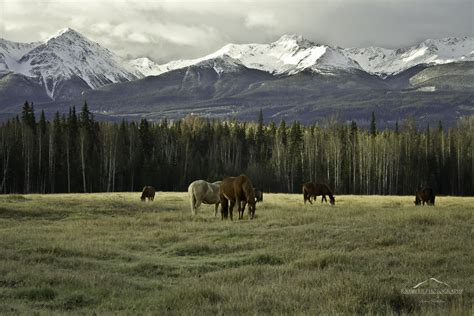 Wallpaper Horse Mountain Canada Nature Clouds Forest Landscape