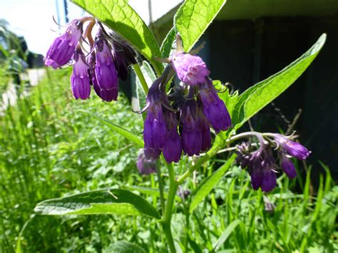 Beinwell oder Comfrey - nachgeharkt