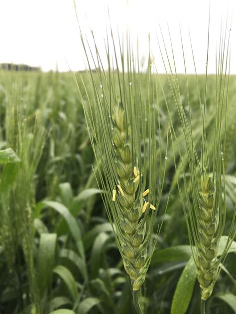 Managing Fusarium Head Blight In Winter Wheat Crop Science Us