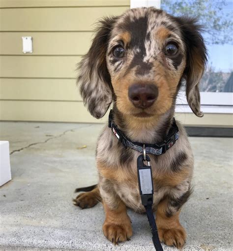 Posted To R Dachshund Yesterday Thought You All Would Like Her Too