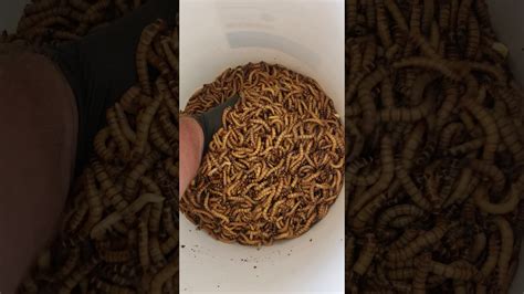 10000 Super Worms Satisfying Reptile Feeders Mario Worms Youtube