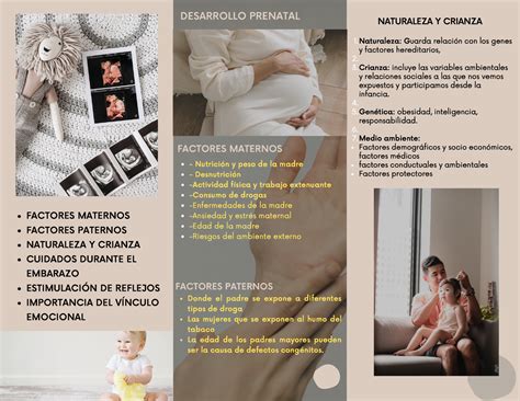 Ta 2 Triptico Desarrollo Prenatal Nutrición Y Peso De La Madre Desnutrición Actividad