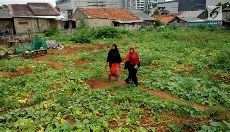 Manfaatkan Lahan Kosong Petani Panen Timun Suri Foto Liputan