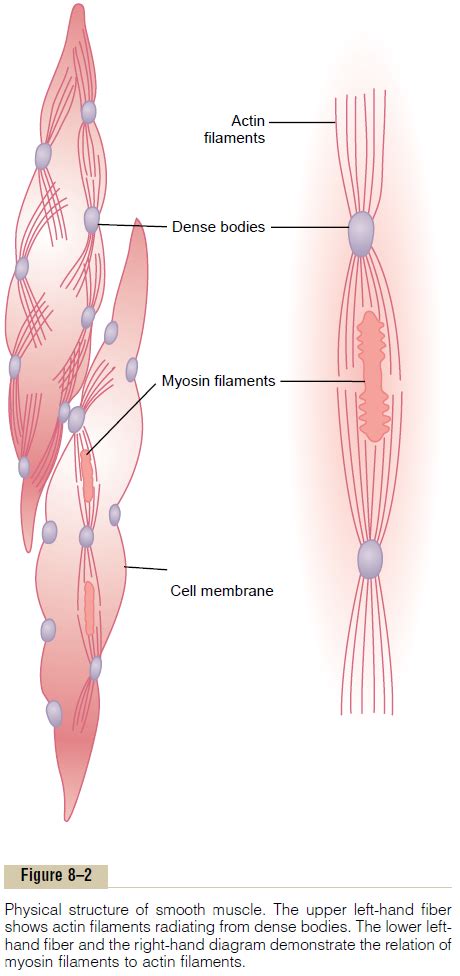 Contractile Mechanism in Smooth Muscle