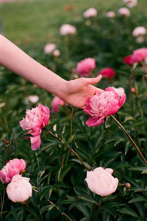 Woman Touches A Peony Flower By Stocksy Contributor Amor Burakova