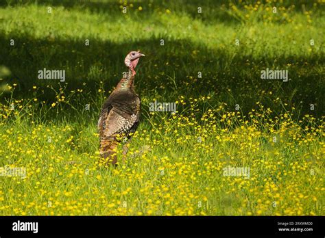 Male Wild Turkey Hi Res Stock Photography And Images Alamy