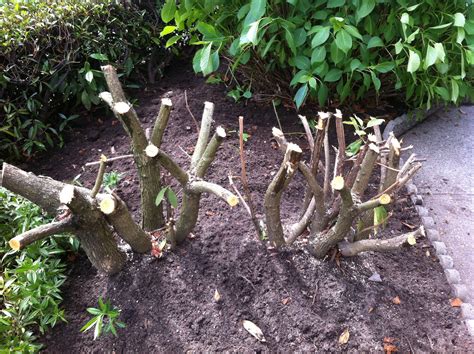 Landscaping and Property Maintenance - Rhododendron pruning 101: rejuvenation - Proper ...