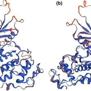 Local structure of CDK13 in wild type (a) and G717P variant type (b ... 