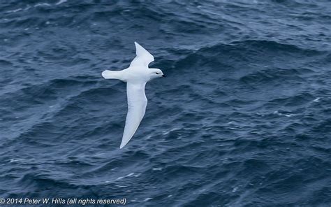 Petrel Snow (pagodroma nivea) adult flying - South Georgia - World Bird ...