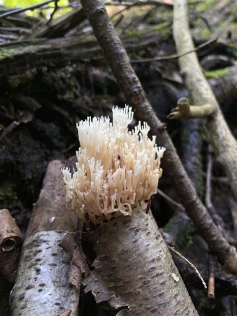 Crown Tipped Coral Fungus From North Collins NY US On September 8