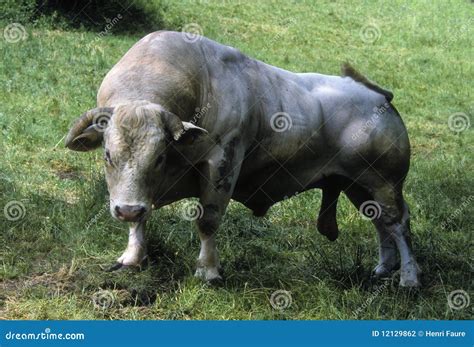 Charolais bull stock photo. Image of bone, bull, horn - 12129862