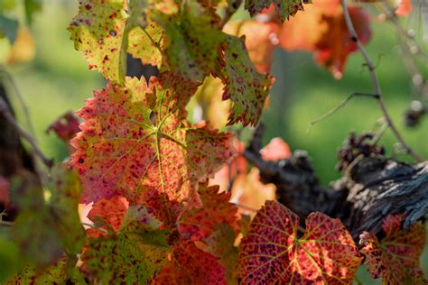 Sfumature Di Montefalco Arnaldo Caprai