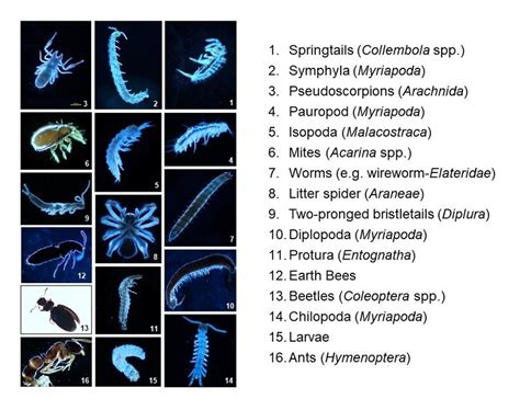 Arthropod diversity in LTE "BNF" - JLU Giessen | Download Scientific ...