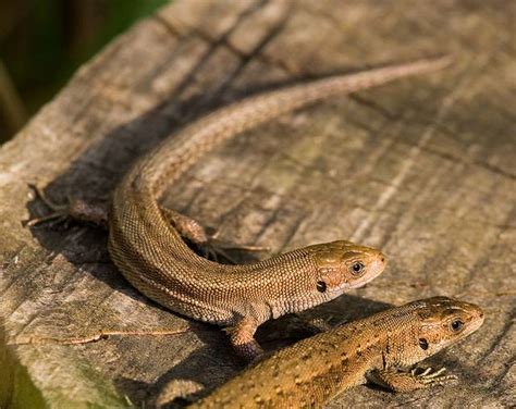 Lézards de France espèces mode de vie