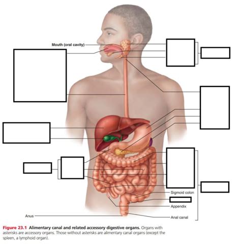 Alimentary Canal Diagram Quizlet