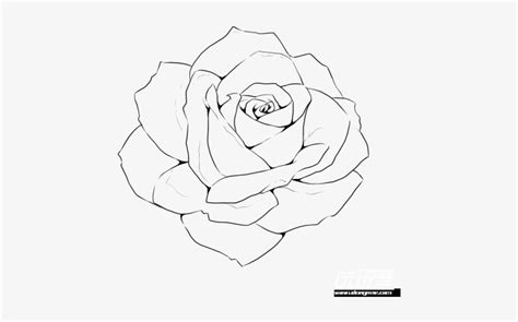 Rose Drawing Outline