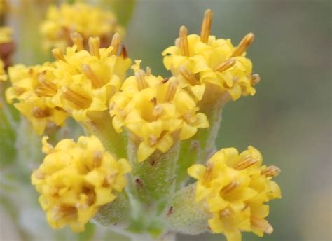 Senecio Pauciflosculosus From Heaven In The Langkloof Western District