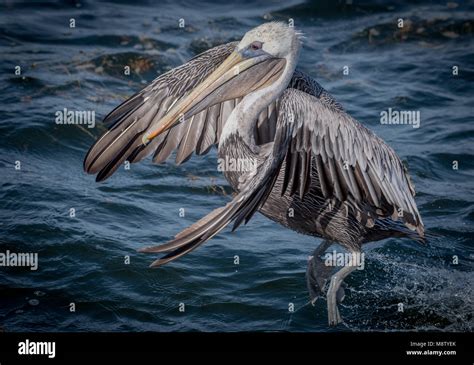 Pelican In Florida Stock Photo Alamy