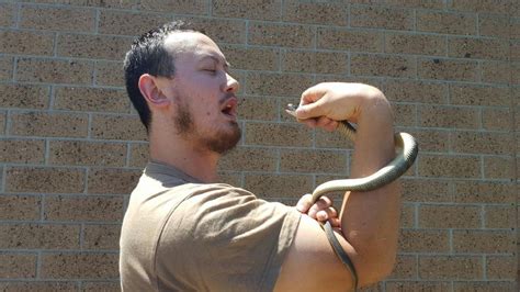 Tiger Snake Bites Man And Son In Melbourne Home Bbc News