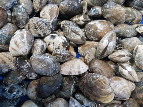 Live Baby Clams Tradekorea