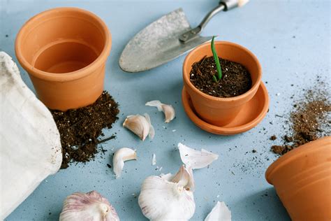 How to Grow and Care for Garlic Indoors