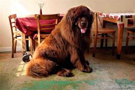 Newfoundland Dog - 101DogBreeds.com