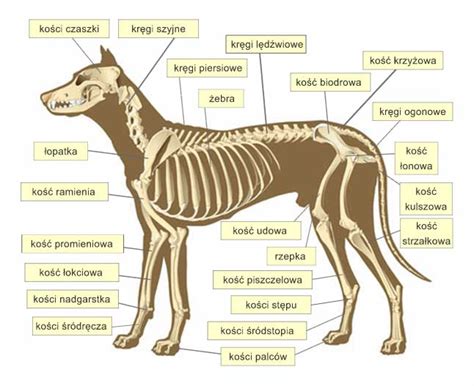 Szkielet Psa Medianauka Pl