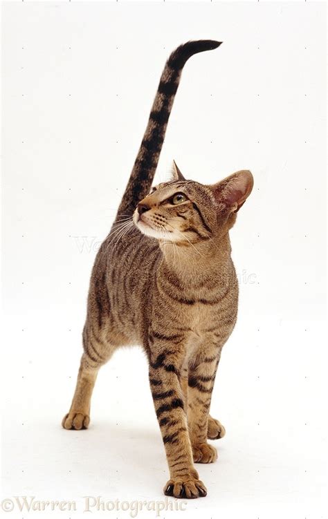 Oriental brown spotted tabby cat photo WP22260